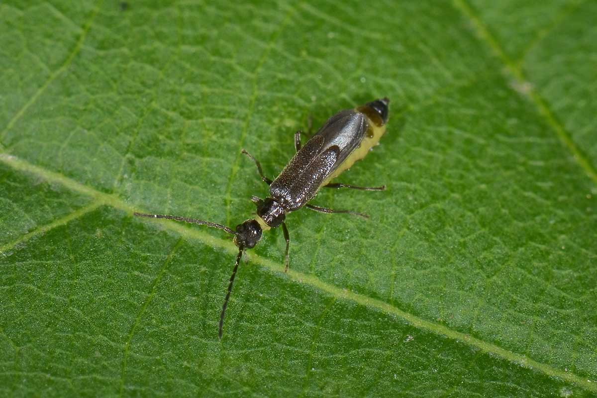 Malthodes umbrosus, maschio, Cantharidae